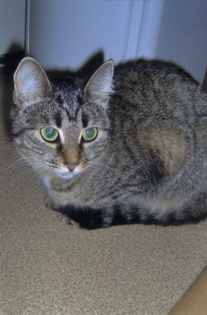 Кошка resize