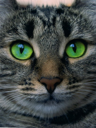 Cat big resize