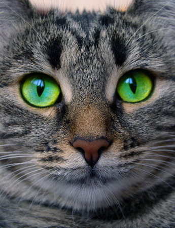 Cat big original resize