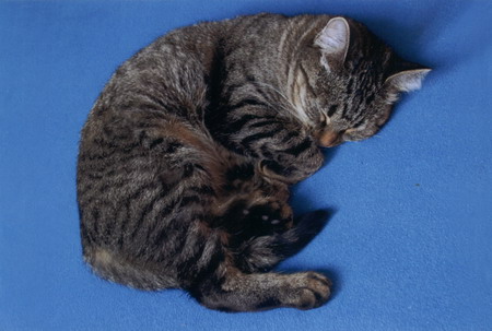 Cat blue resize