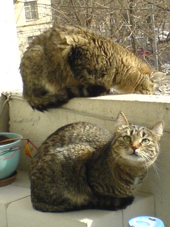 2cats resize