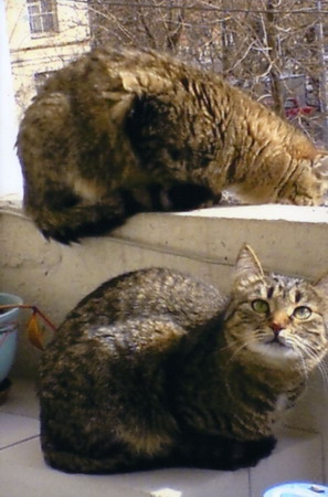 2cats print 1 resize