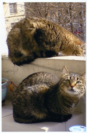 2cats print 2 resize