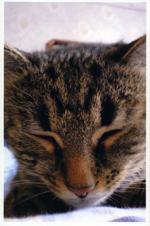 cats sleep resize