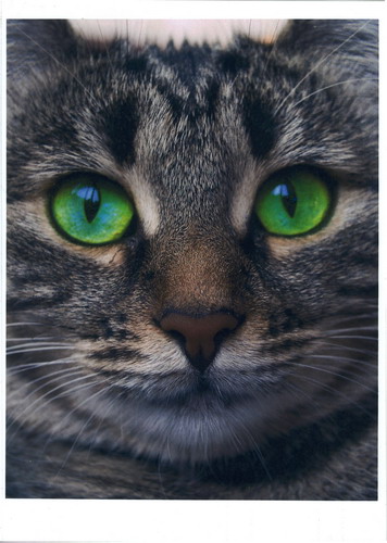 cat resize
