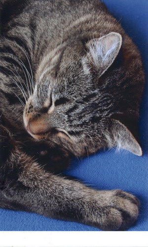 Cat10x15 resize