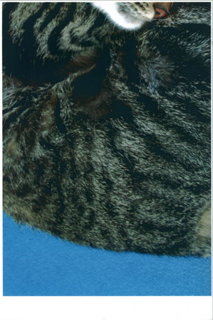 Cat resize