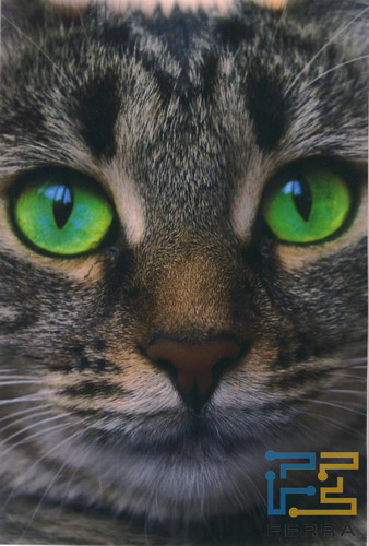 Cat resize