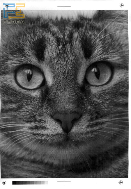 Cat s