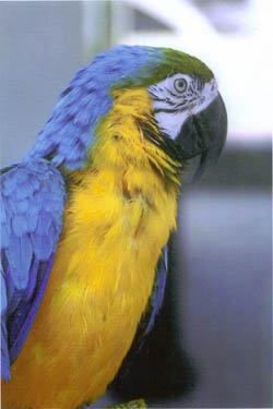 Parrot