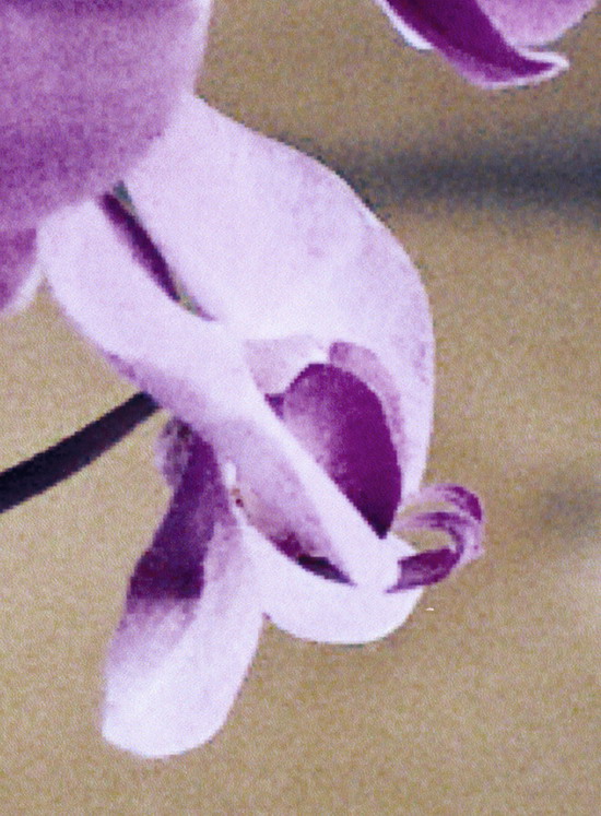 Плёнка «Кодак колор плюс 200ISO». Отпечатано на принтере Canon iP4300