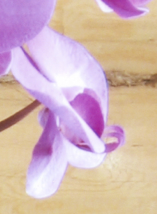 Canon A80. Отпечатано на принтере Canon iP4300