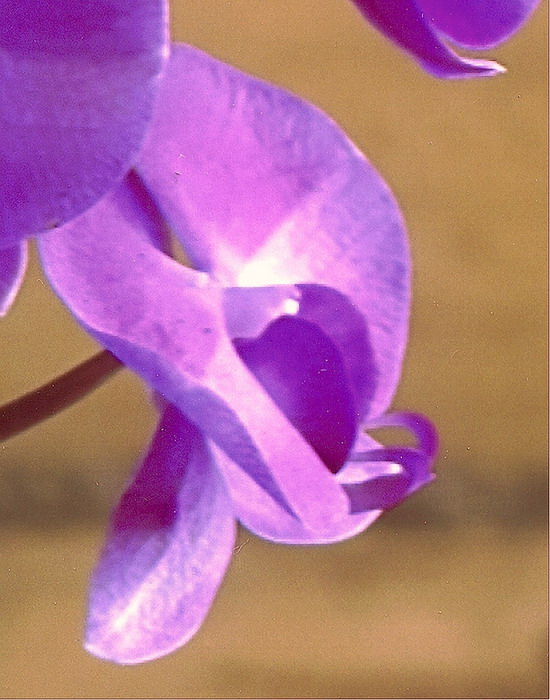 Sigma SD10. Отпечатано в фотолаборатории