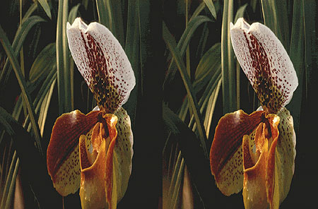 orchid-stereo-lg.jpg