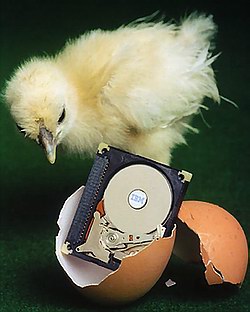 Chicken