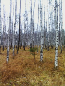 foto7 resize