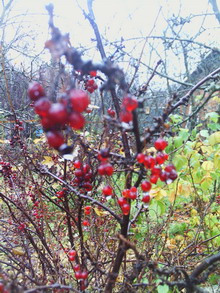 foto9 resize