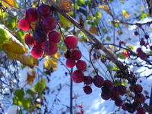 800foto13 resize