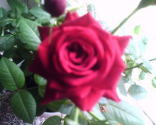 IMAGE 030 resize
