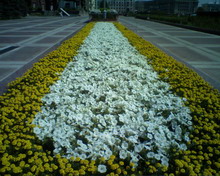 PIC-0028 resize