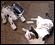 Sony AIBO ERS-7: ���� ��� �����������������