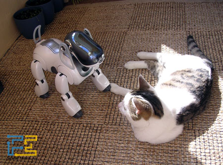 aibo_cat.jpg