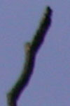 aber3