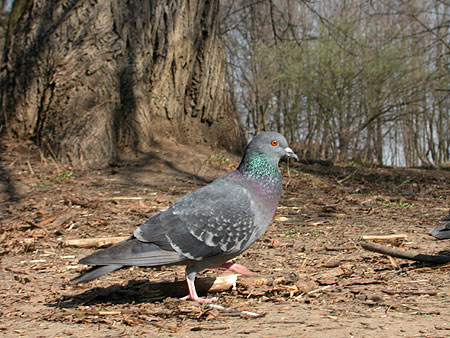 DSCN1018.jpg
