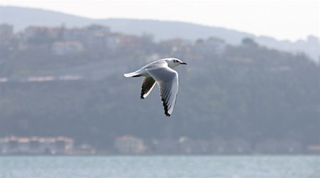 seagull.jpg