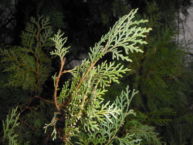 CIMG0137_resize