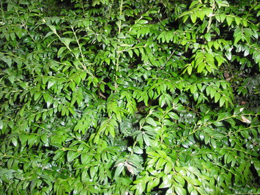 CIMG0176_resize