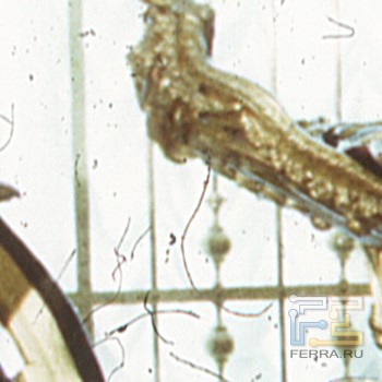 p_positiv36mm_ice_crop