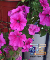 DSC00028s