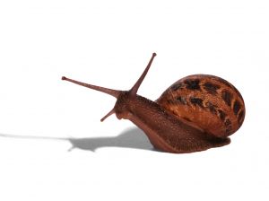 1181452_snail