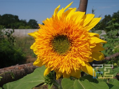 P7190009_resize