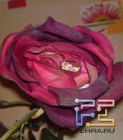 p_SAMP09