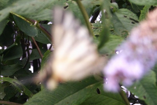 NotInFocus