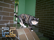 Фотографии, снятые камерой Nokia N8