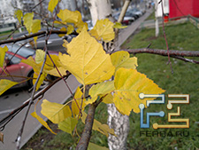 Фотографии, снятые камерой Nokia N8