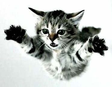 Прототип злого котёнка