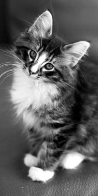 Котик чёрно-белый, 200х400 пикселей