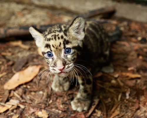 Котик на сайте ZooBorns