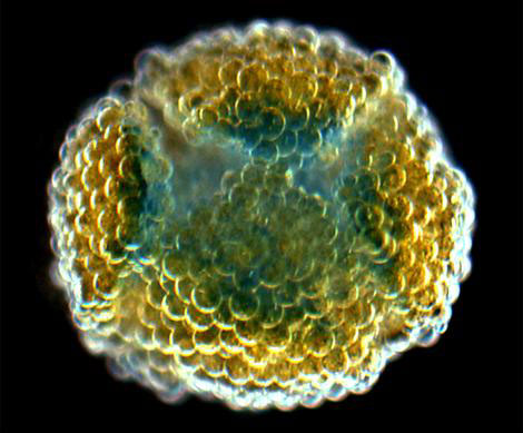 Искусственный клеточный материал