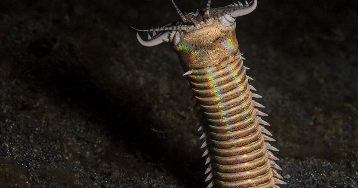 Морской червь размер. Австралийский кольчатый червь. Многощетинковый червь нереис.