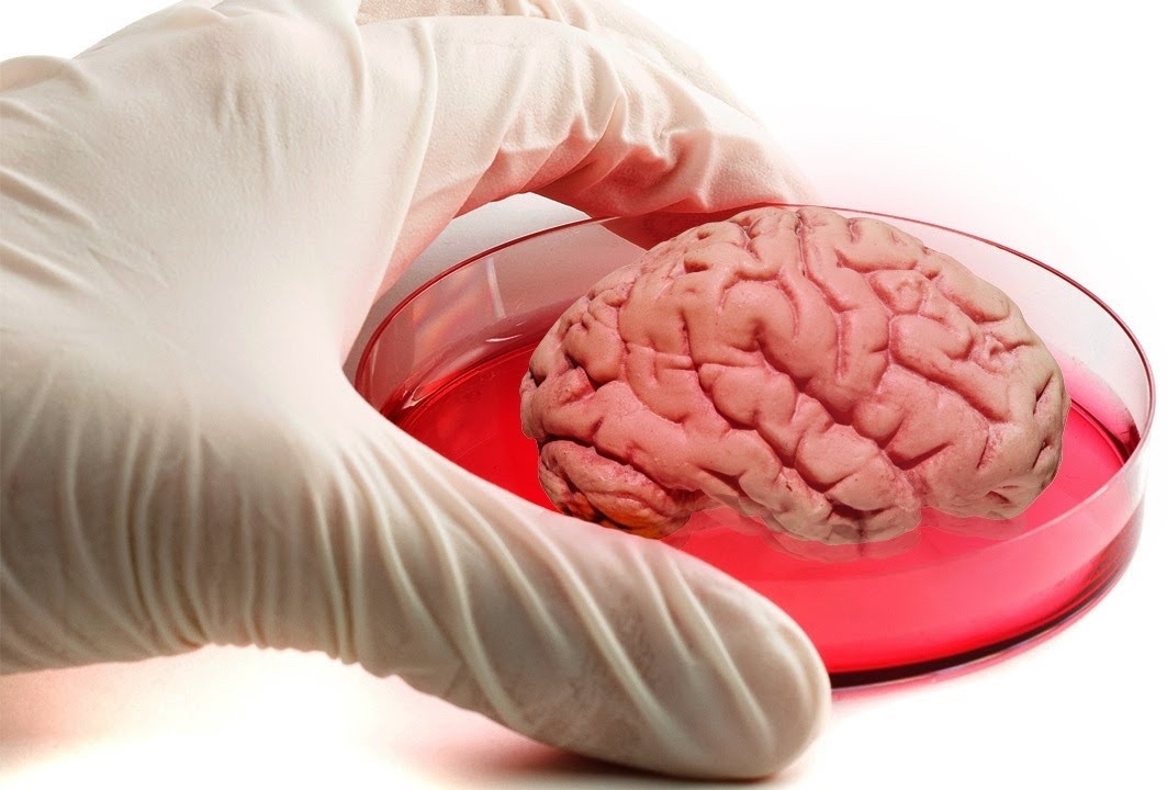 Учёные вырастили живой мини-мозг при помощи 3D-печати