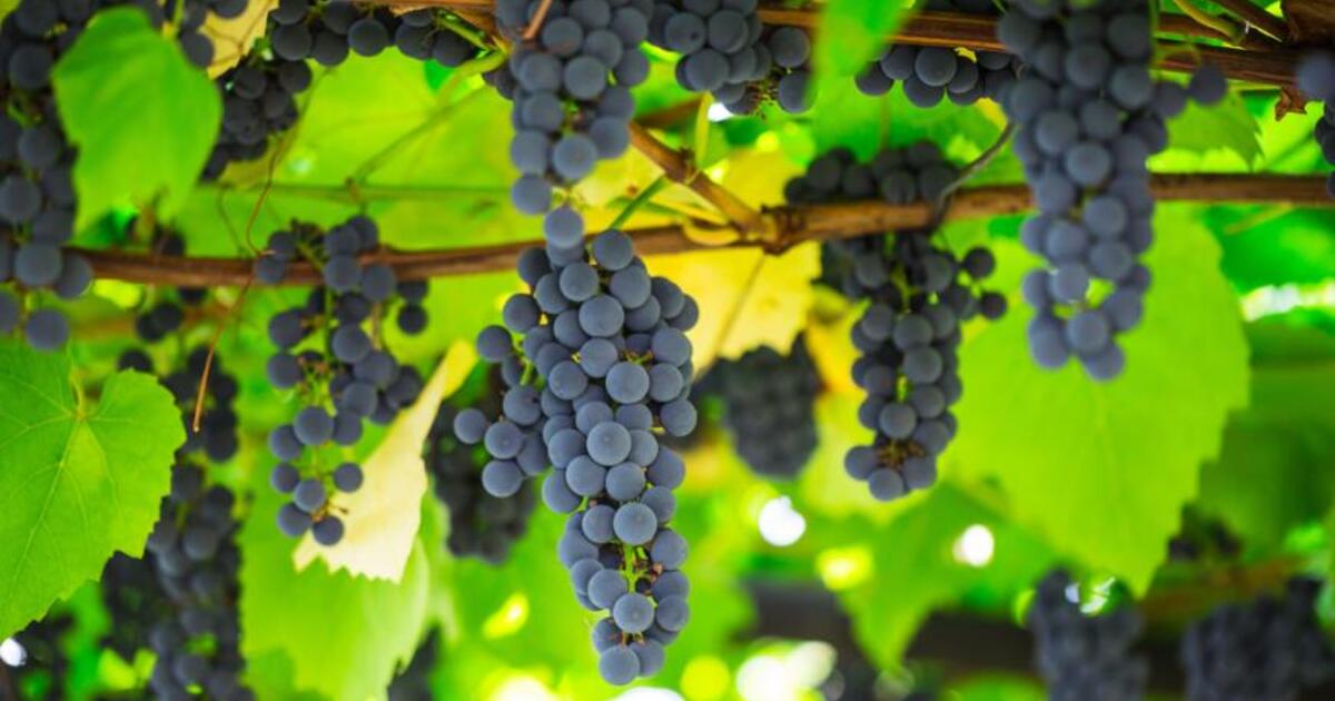 b15cd221fa60ed93f9da17133258d20dd003cf5f