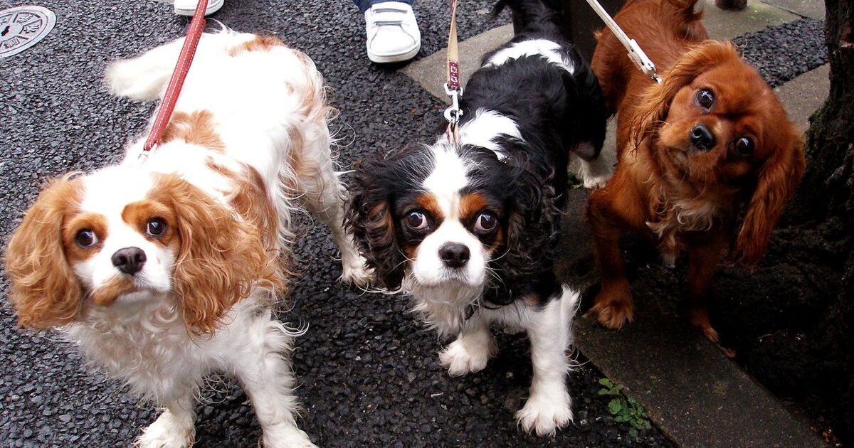 aef9649f09ab25a75d5eccd66c449f3c171b3b28