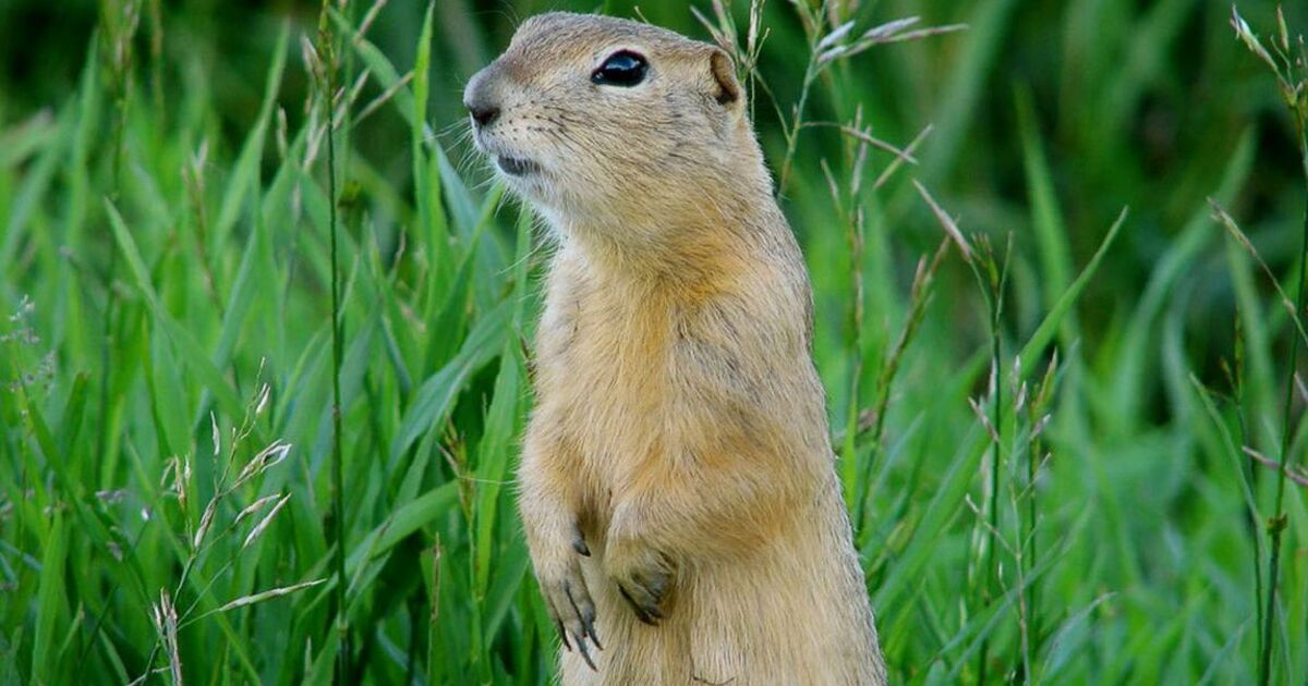 842f9c6503f59db0904b43678c1bf7ba77f7ad31