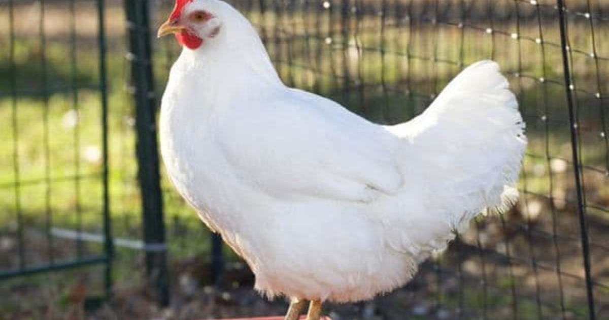 1c390b9bee51b896ec9a77997b847ff4cfc9611a