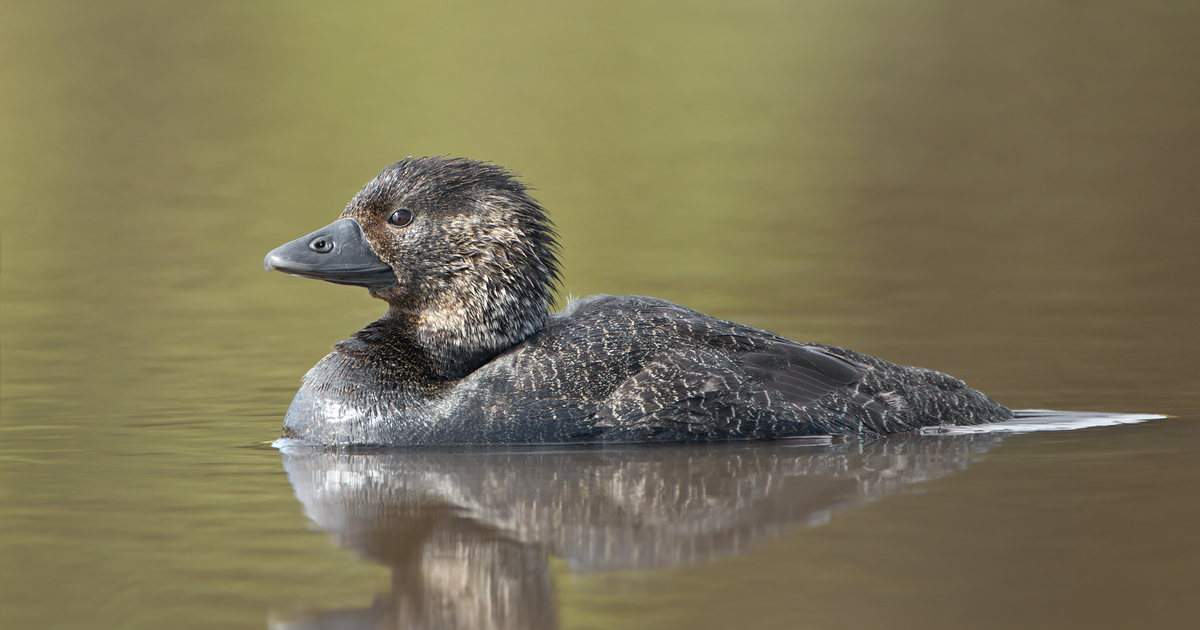 cea953410b3fdfa83ad59aab66561b2821ec079c